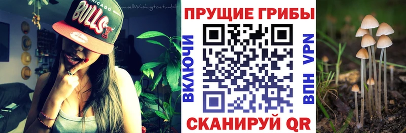 Галлюциногенные грибы Cubensis  Купить закладки  Белинский 
